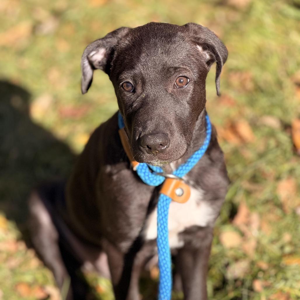 Charlee, Adoptable, Puppy Female Black Labrador Retriever & Hound.