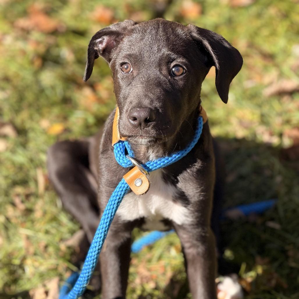 Enlarge Charlee, a Adoptable mixed breed in Sparta, NJ image 2/6