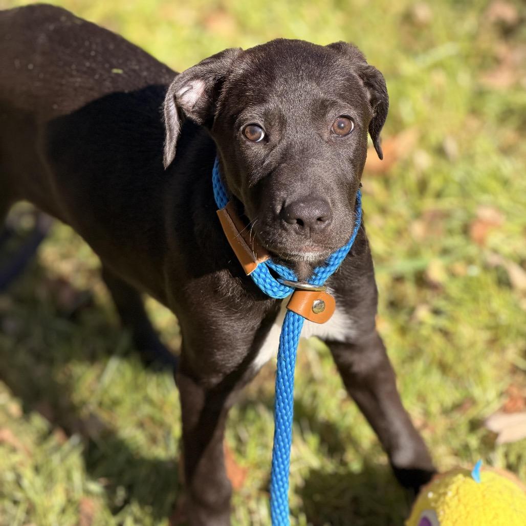 Enlarge Charlee, a Adoptable mixed breed in Sparta, NJ image 3/6