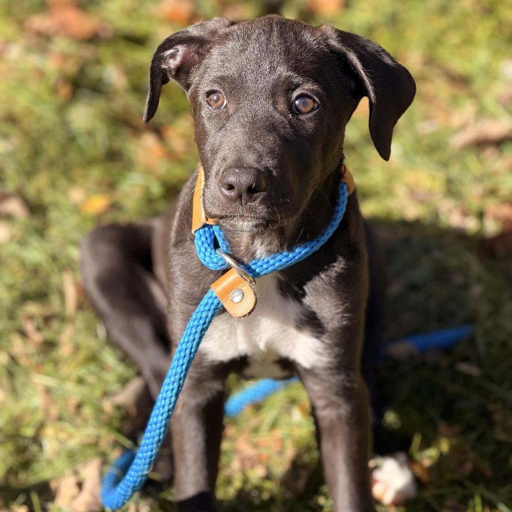 Enlarge Charlee, a Adoptable mixed breed in Sparta, NJ image 4/6
