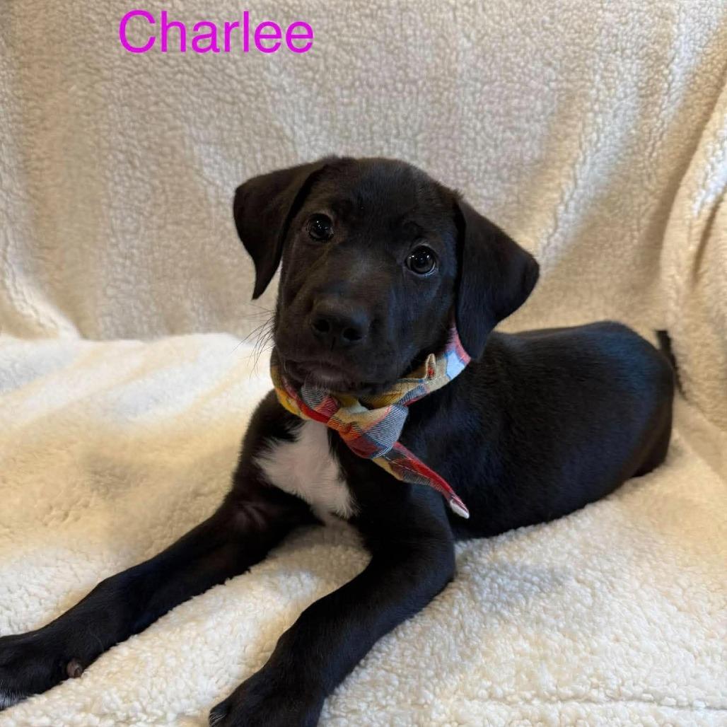 Enlarge Charlee, a Adoptable mixed breed in Sparta, NJ image 5/6