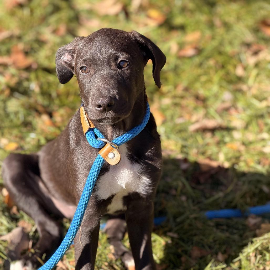 Enlarge Charlee, a Adoptable mixed breed in Sparta, NJ image 6/6