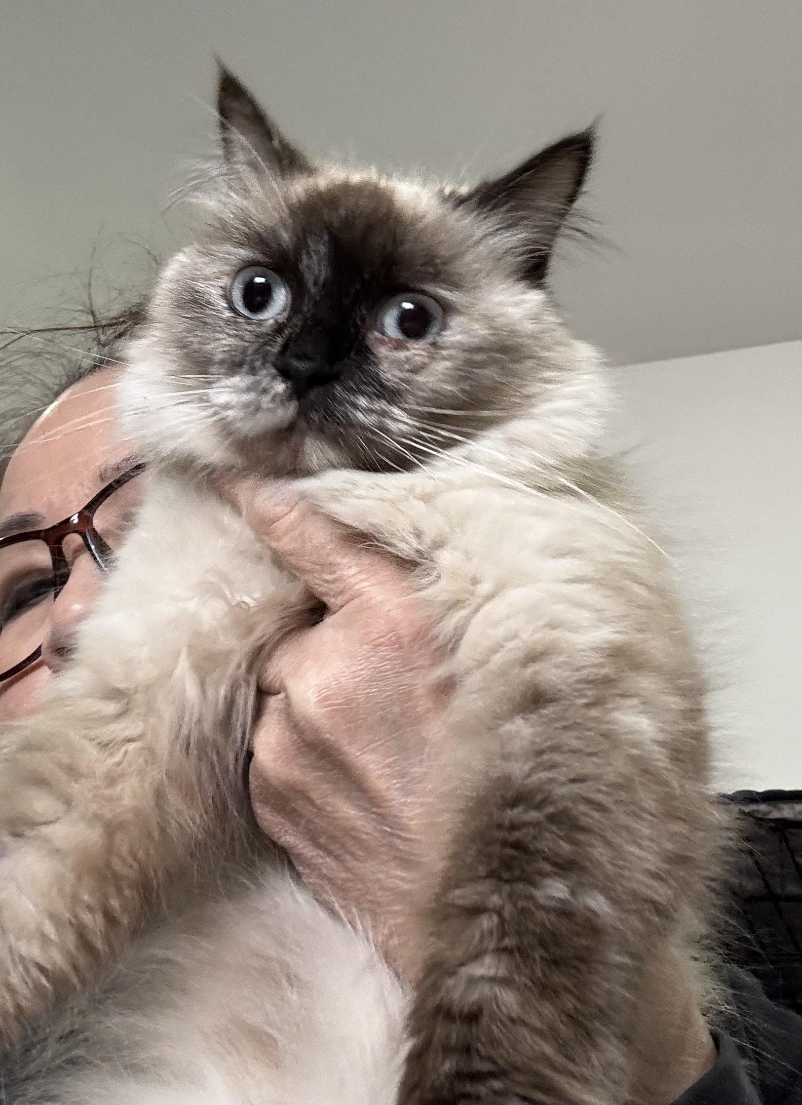 Enlarge Ornella - Sankar Nara, an adopted mixed breed in Brampton, ON image 3/5