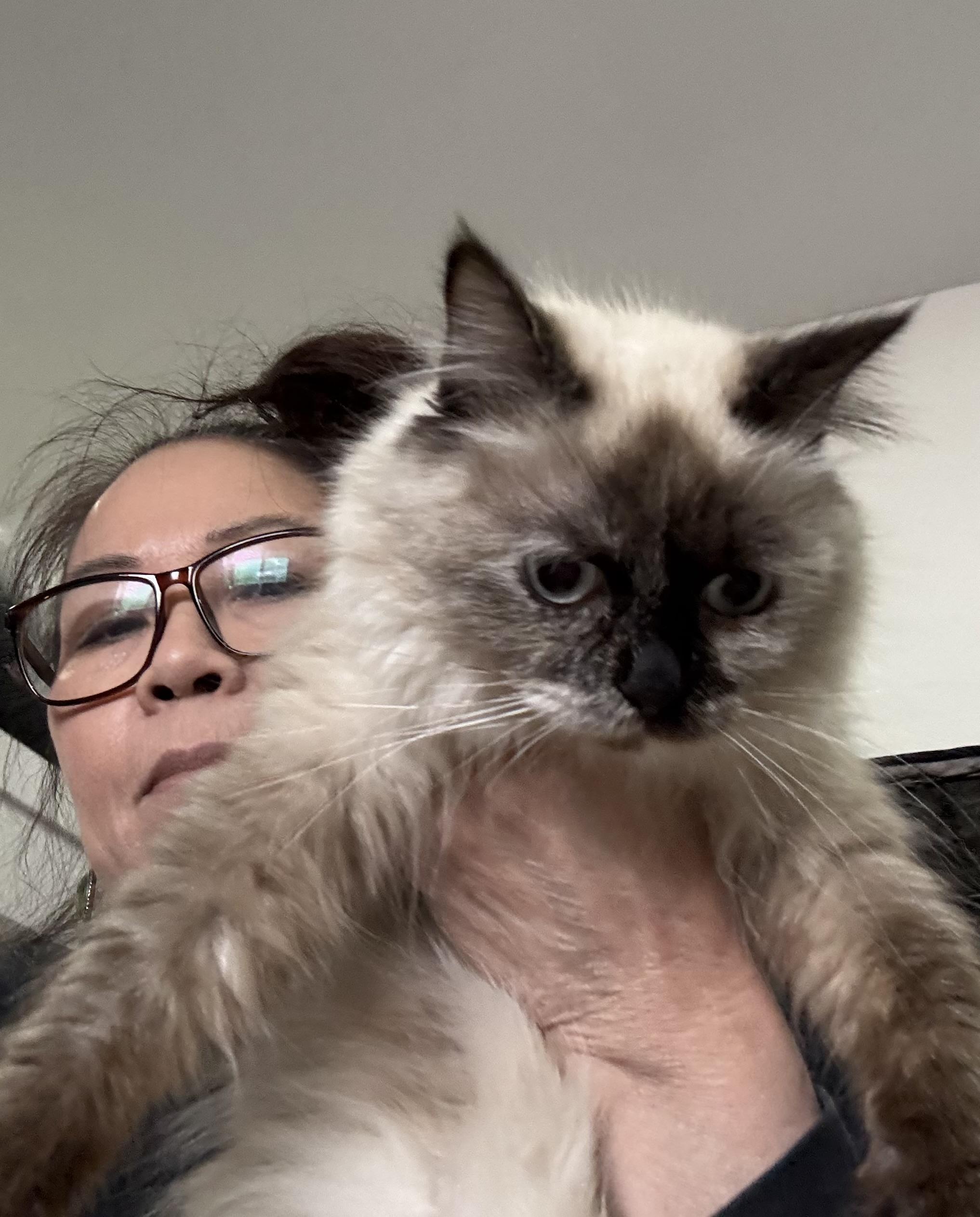 Enlarge Ornella - Sankar Nara, an adopted mixed breed in Brampton, ON image 4/5