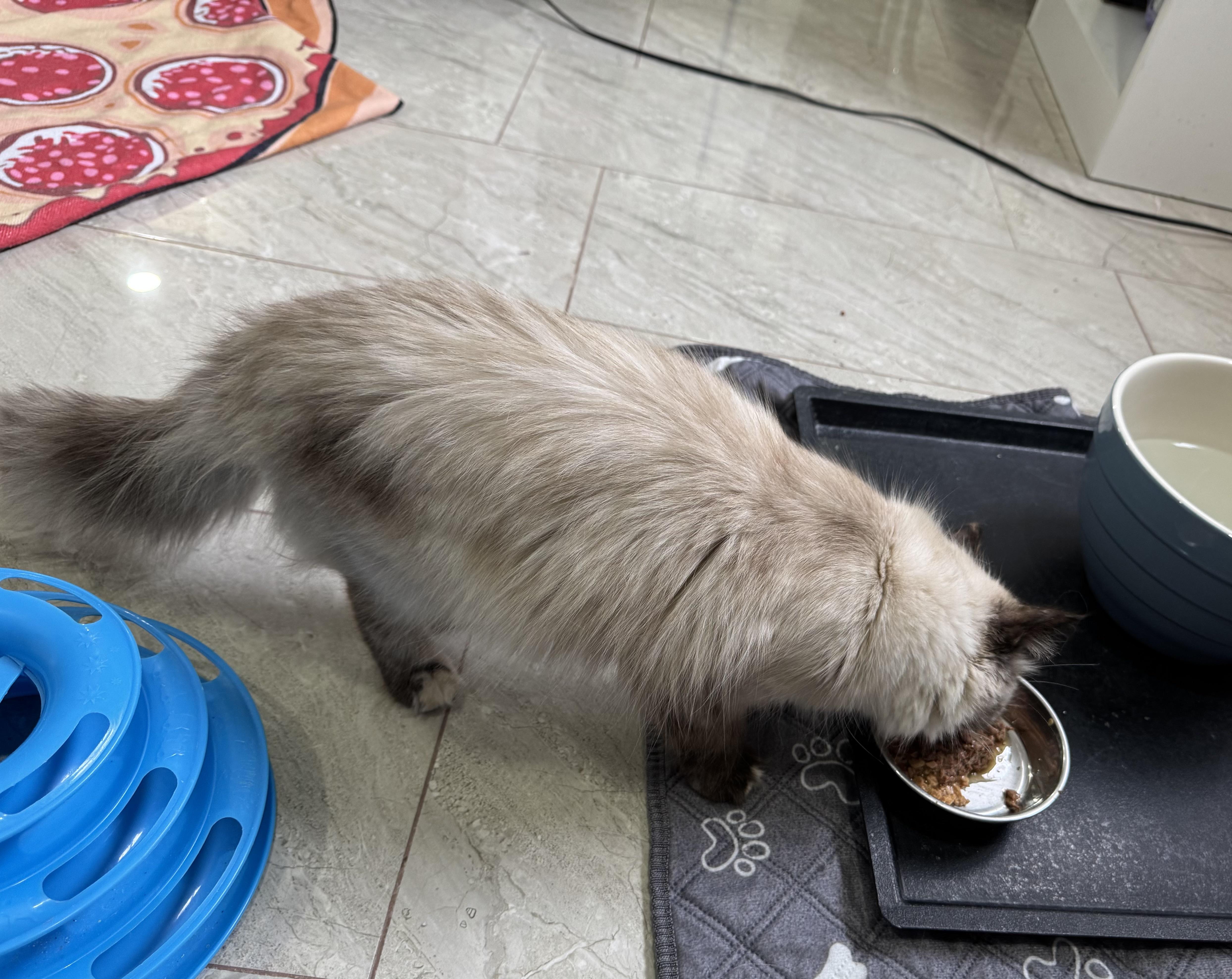 Enlarge Ornella - Sankar Nara, an adopted mixed breed in Brampton, ON image 5/5