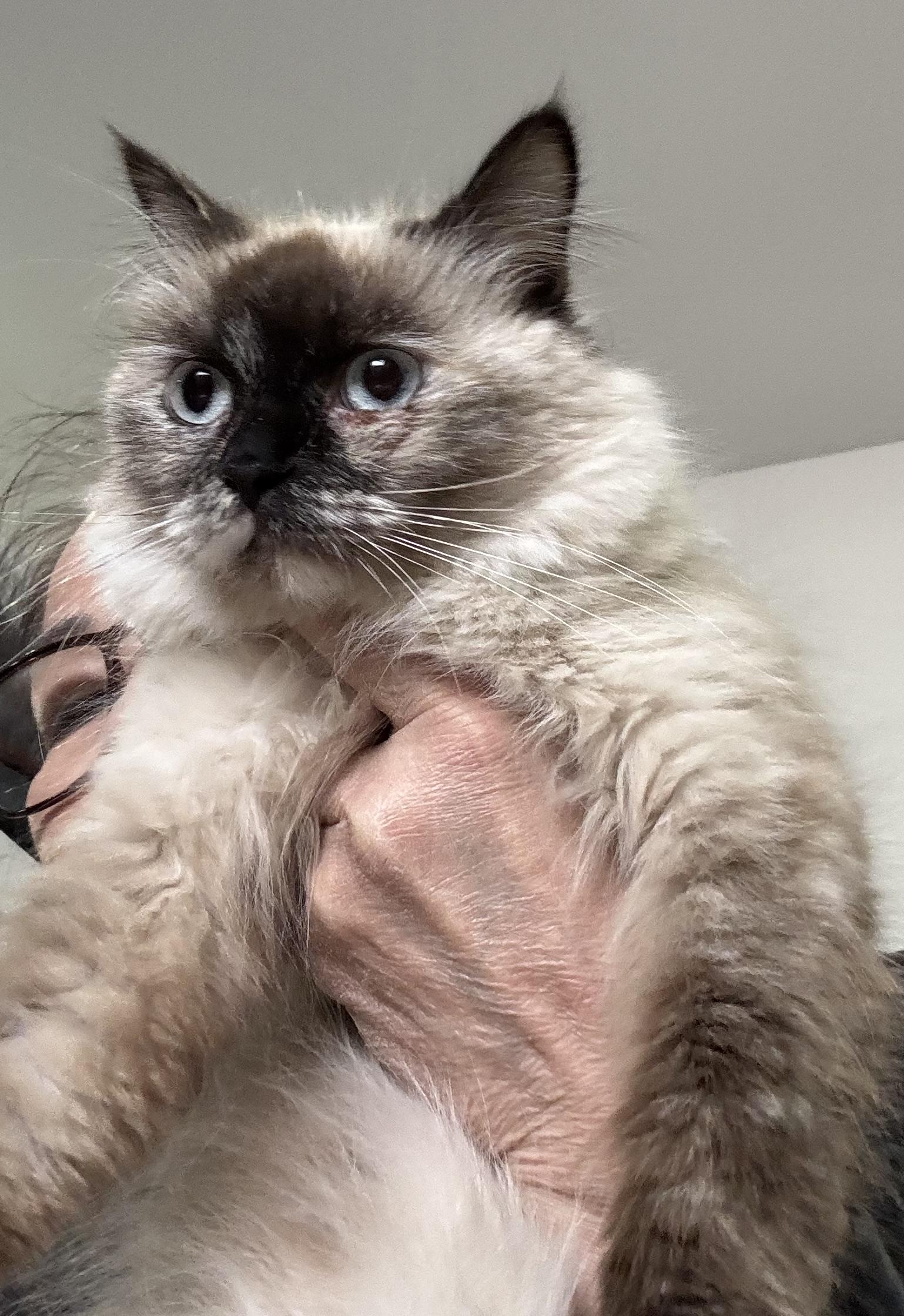 Enlarge Ornella - Sankar Nara, an adopted mixed breed in Brampton, ON image 1/5