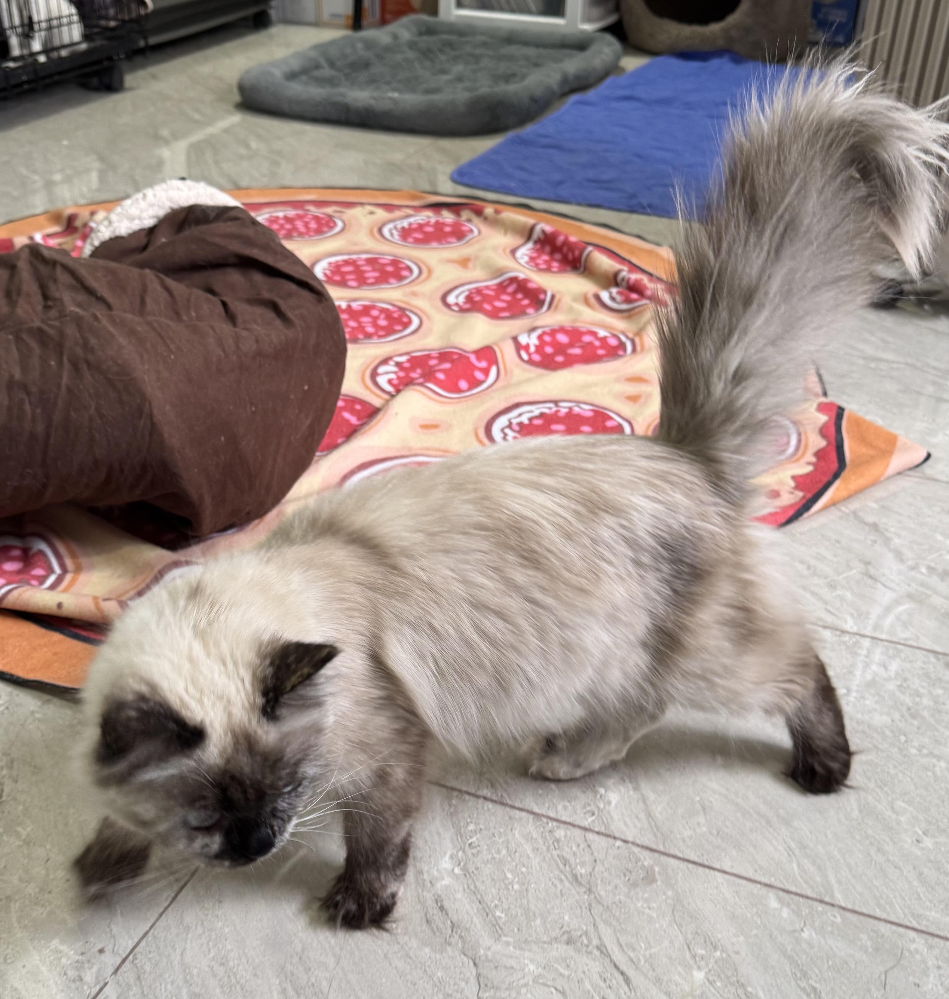 Enlarge Ornella - Sankar Nara, an adopted mixed breed in Brampton, ON image 2/5