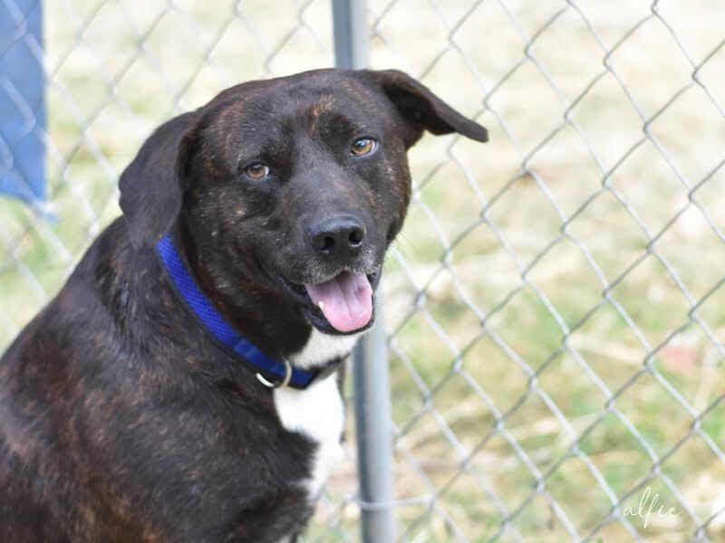 Alfie (Trinity), a Adoptable mixed breed image 1/6