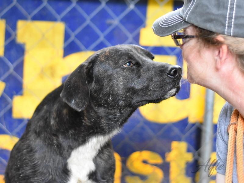 Alfie (Trinity), Adoptable, Young Male Labrador Retriever & Plott Hound.