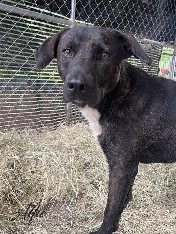 Alfie (Trinity), a Adoptable mixed breed image 3/6