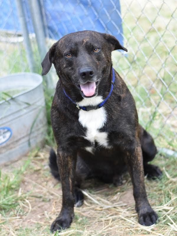 Alfie (Trinity), a Adoptable mixed breed image 4/6