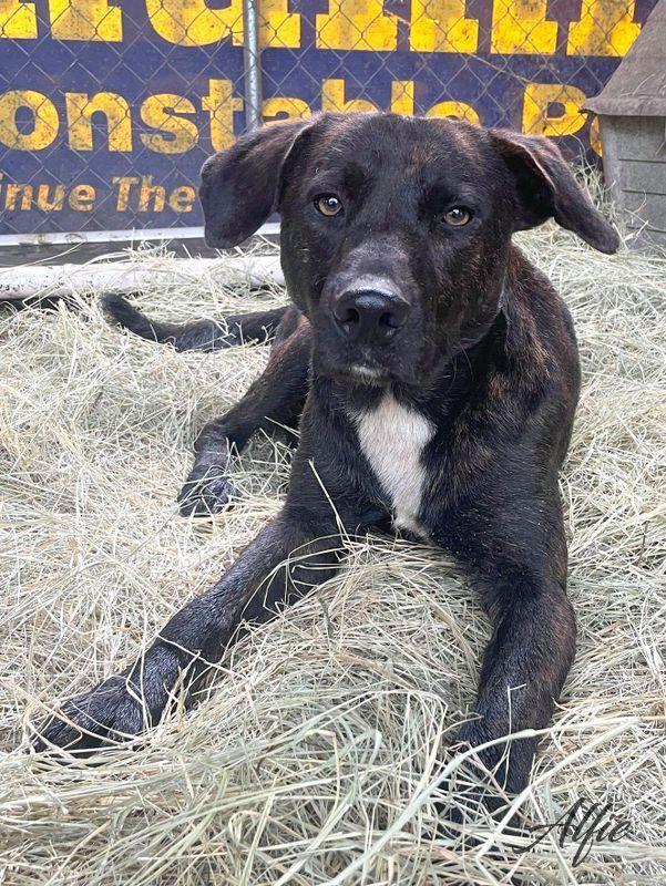 Alfie (Trinity), Adoptable, Young Male Labrador Retriever & Plott Hound.