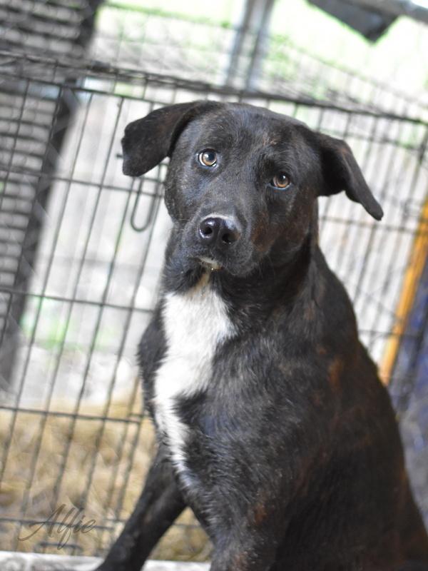 Alfie (Trinity), a Adoptable mixed breed image 6/6