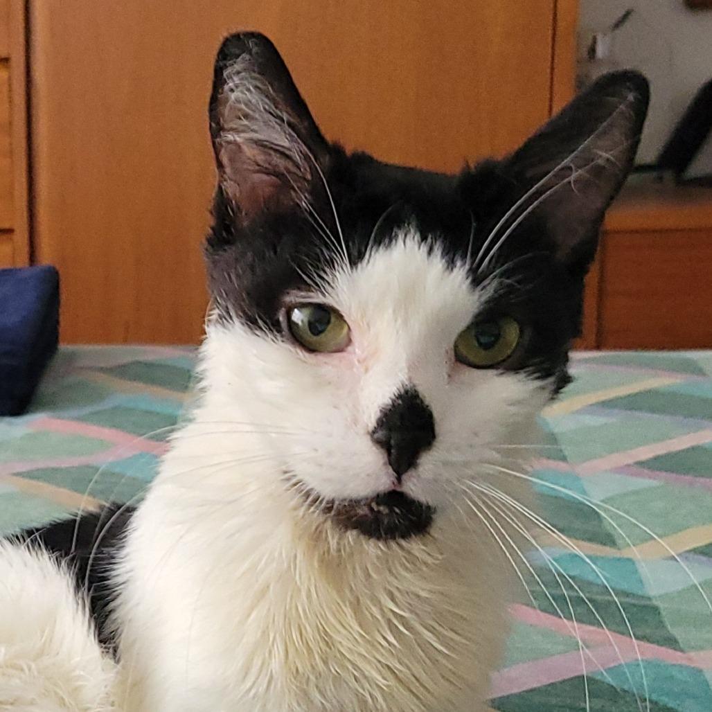 Lola, Adoptable, Adult Female Domestic Short Hair.