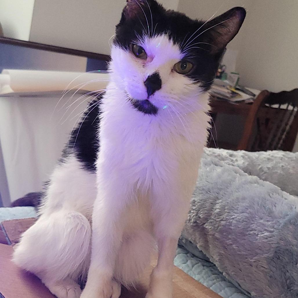 Lola, a Adoptable Domestic Short Hair in Philadelphia, PA image 2/6