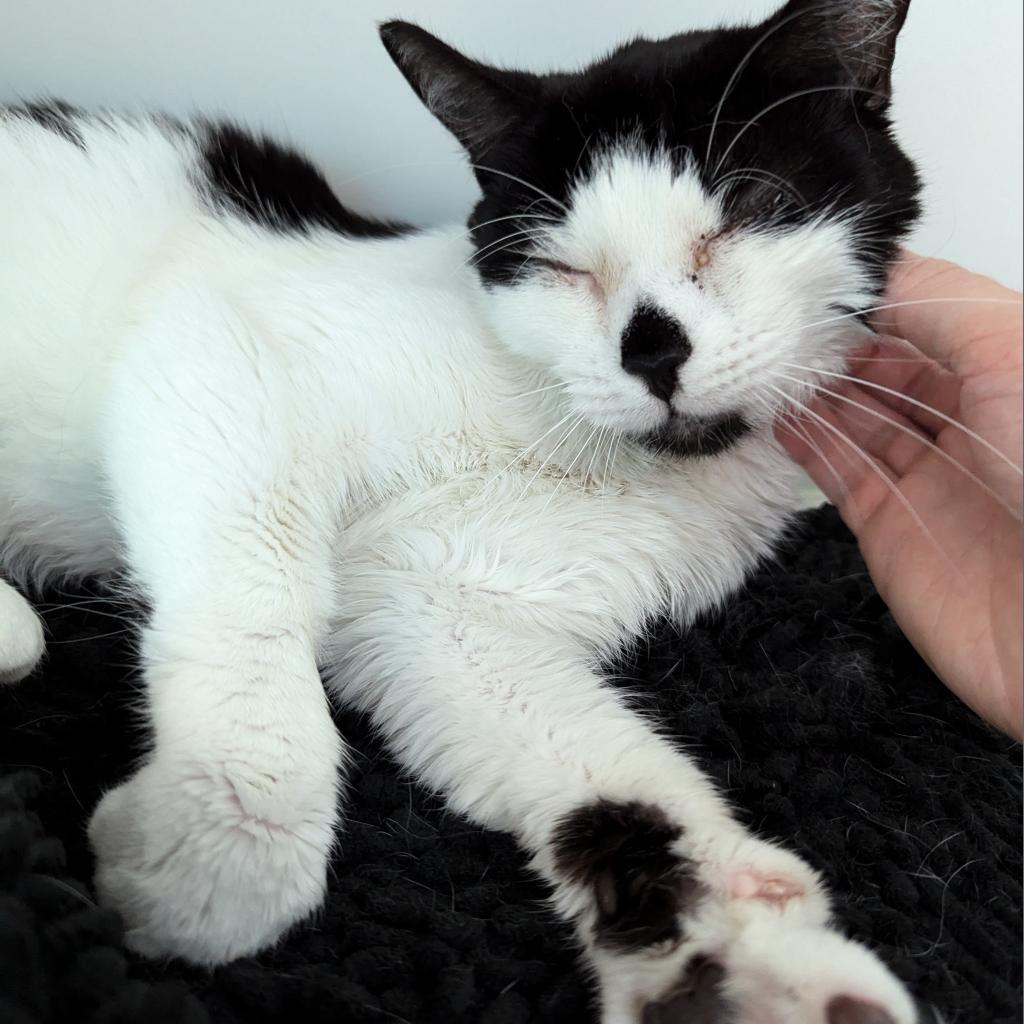 Lola, a Adoptable Domestic Short Hair in Philadelphia, PA image 3/6