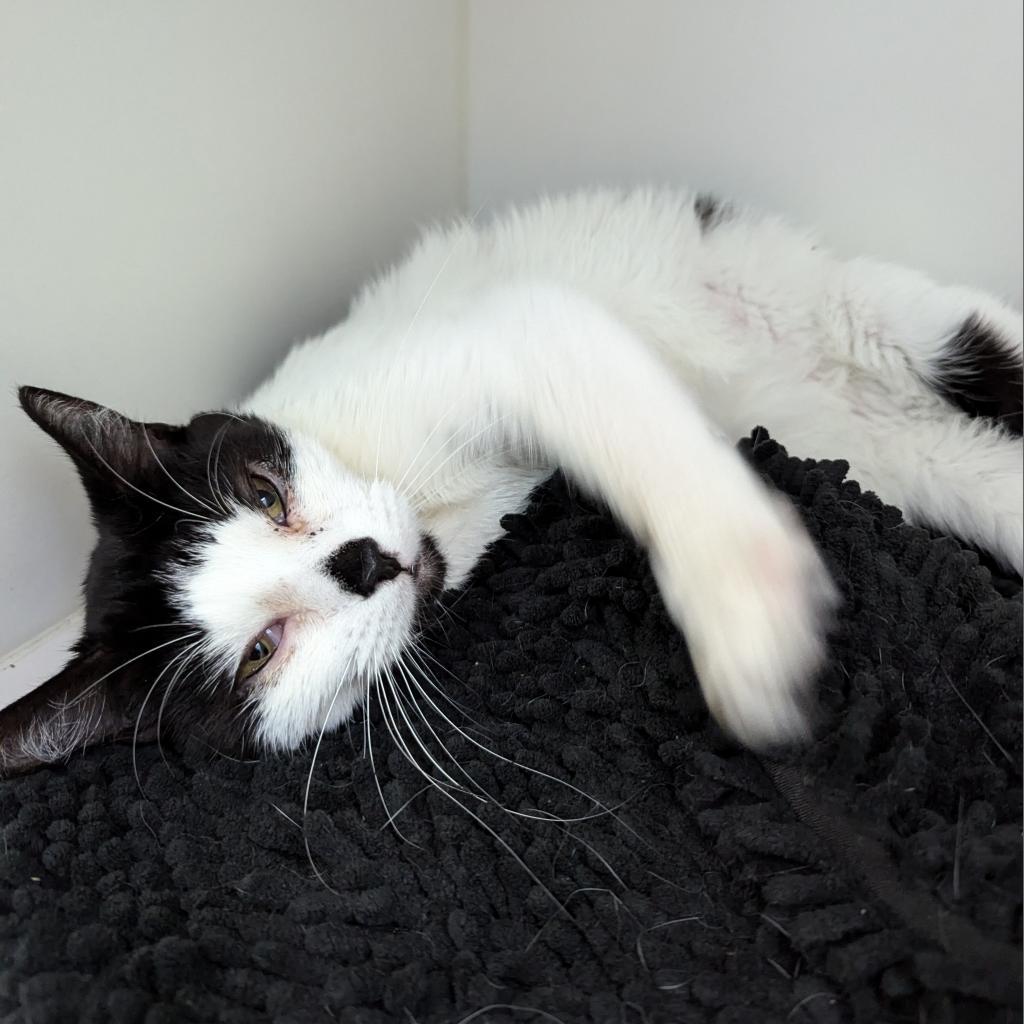 Lola, a Adoptable Domestic Short Hair in Philadelphia, PA image 4/6