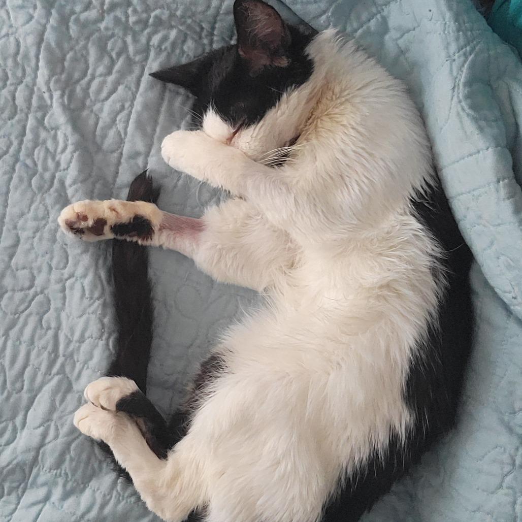 Lola, a Adoptable Domestic Short Hair in Philadelphia, PA image 5/6