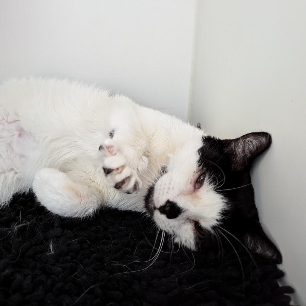 Lola, a Adoptable Domestic Short Hair in Philadelphia, PA image 6/6