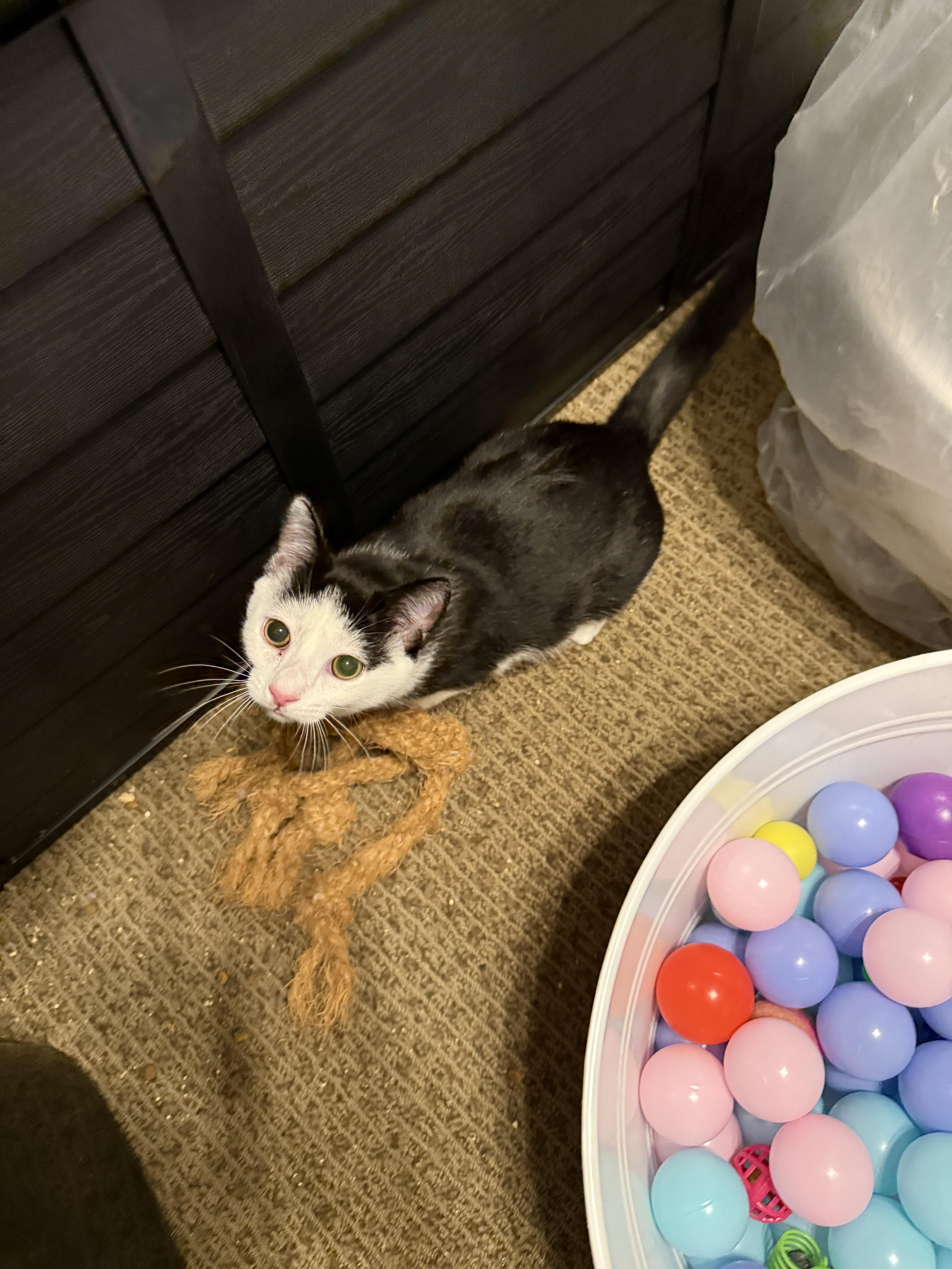 Delta, Adoptable, Young Male Domestic Short Hair.