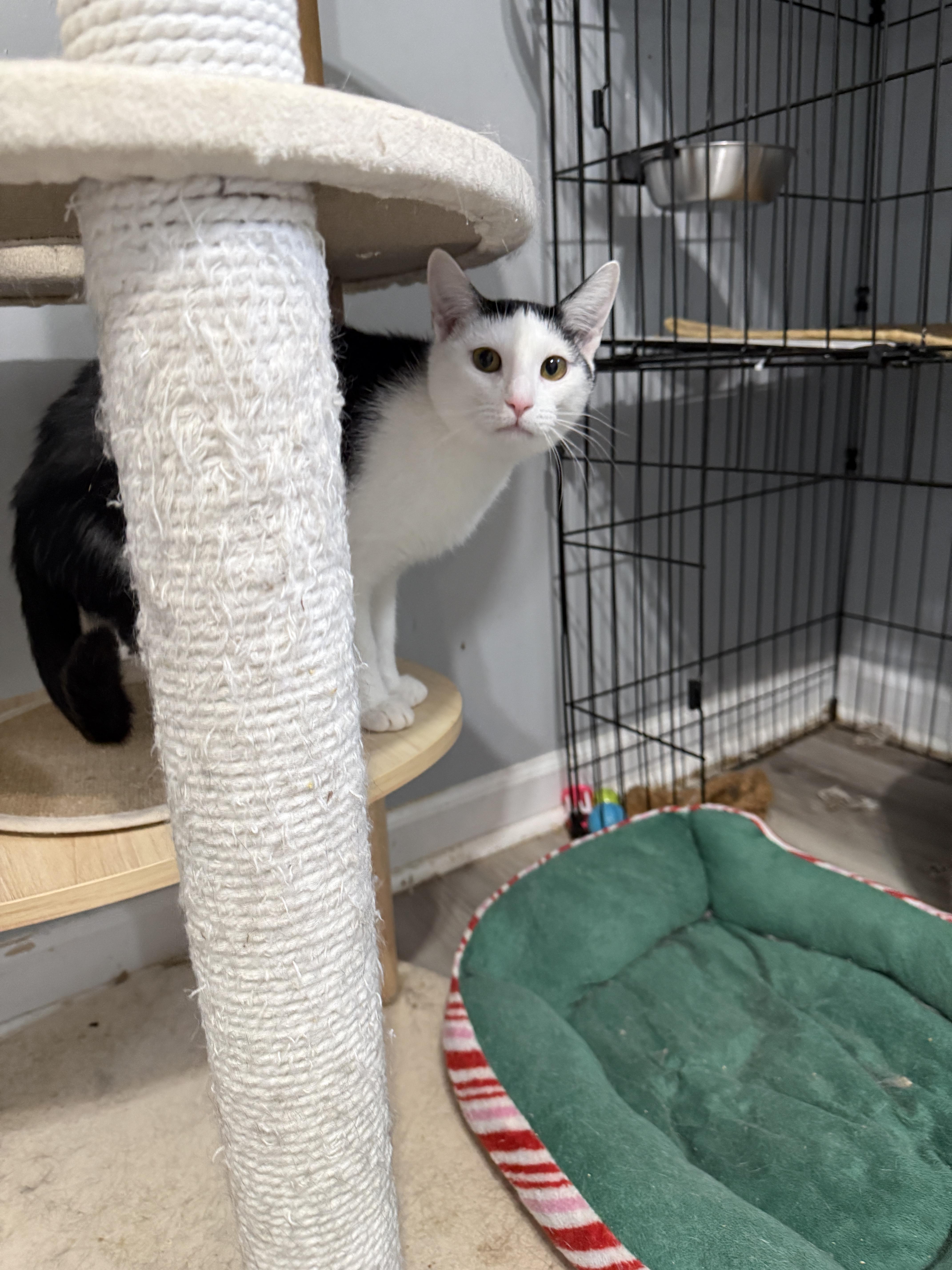 Enlarge Delta, a Adoptable Domestic Short Hair in Irmo, SC image 2/6