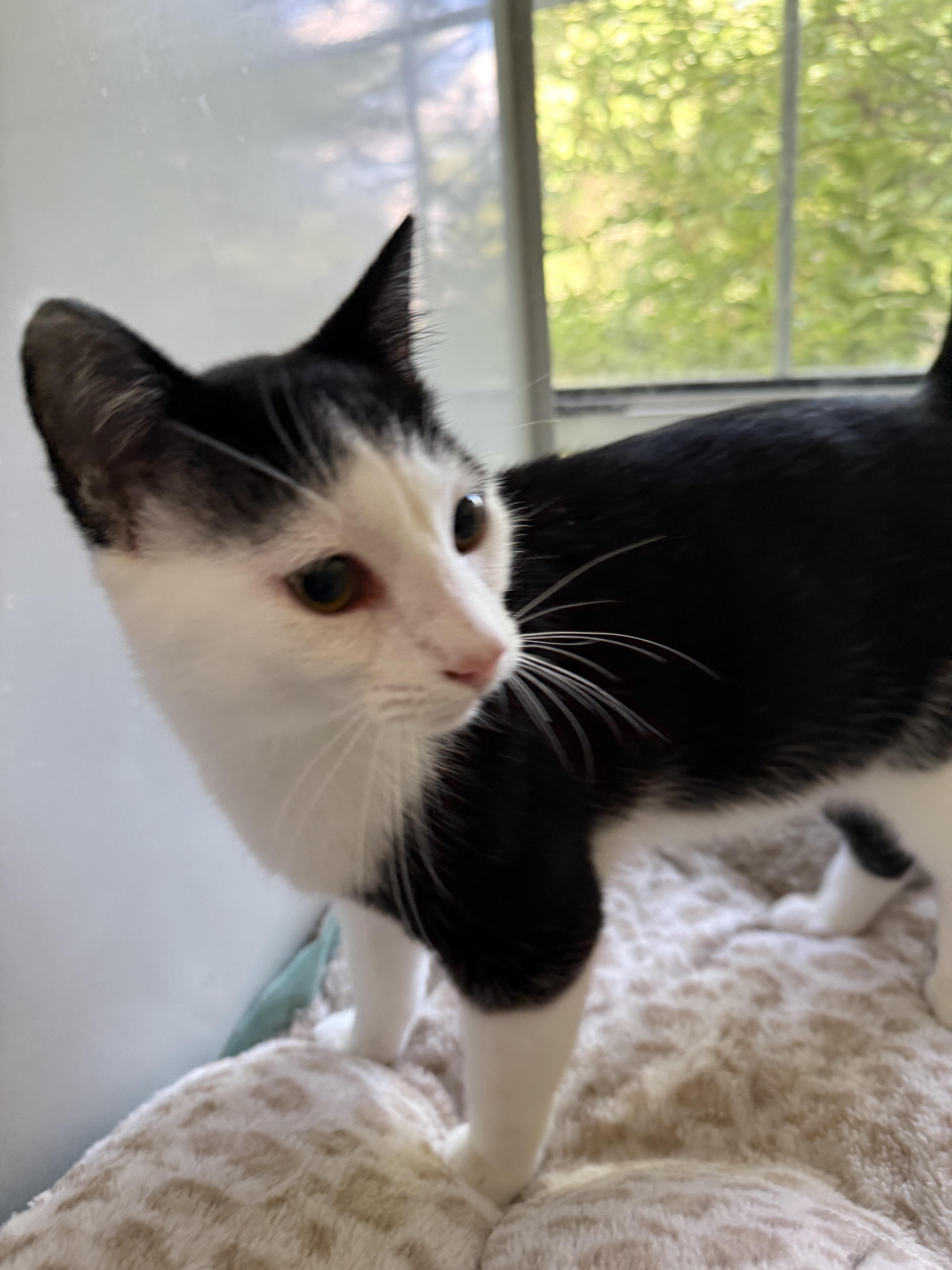 Enlarge Delta, a Adoptable Domestic Short Hair in Irmo, SC image 3/6