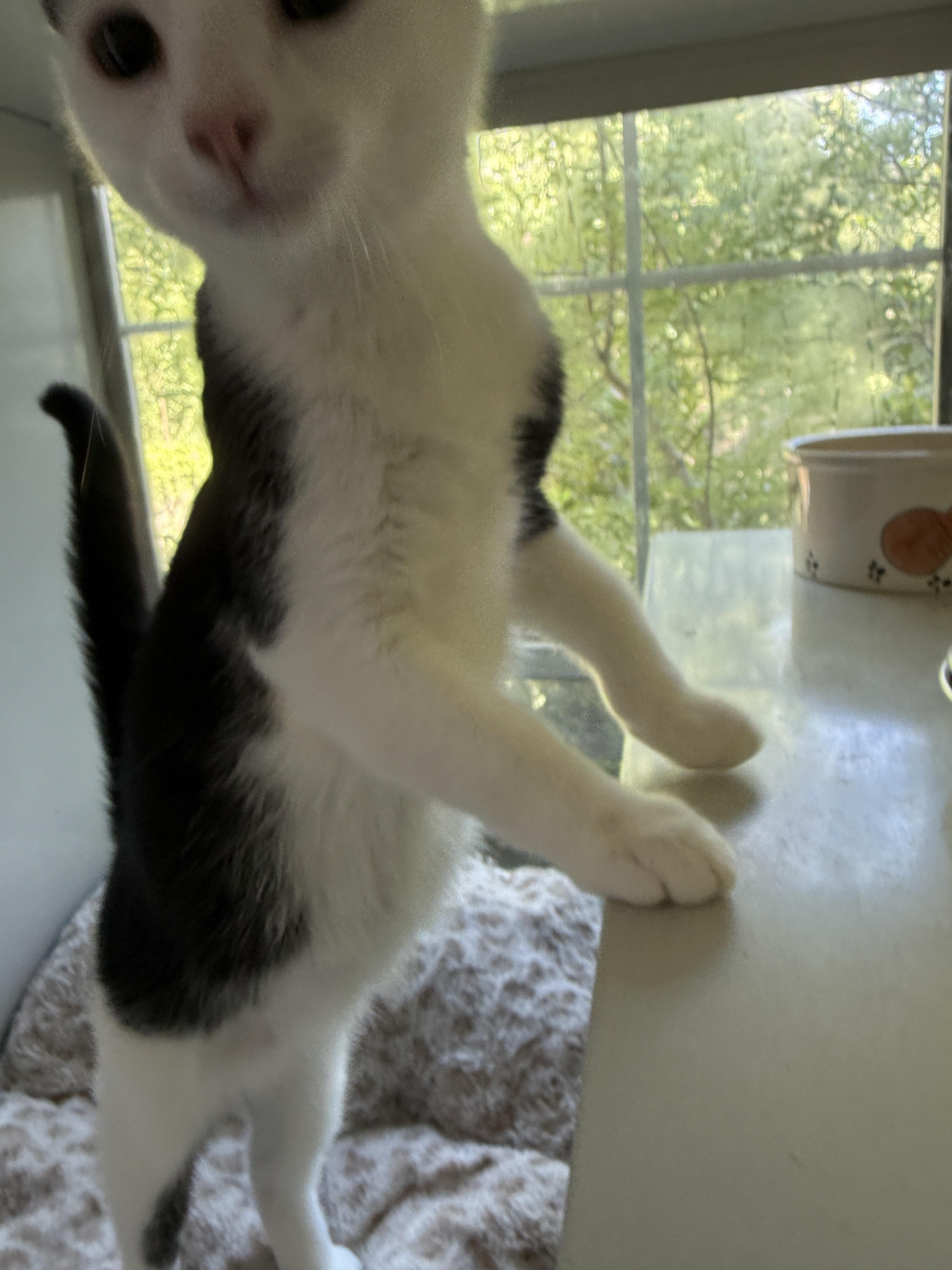 Enlarge Delta, a Adoptable Domestic Short Hair in Irmo, SC image 4/6