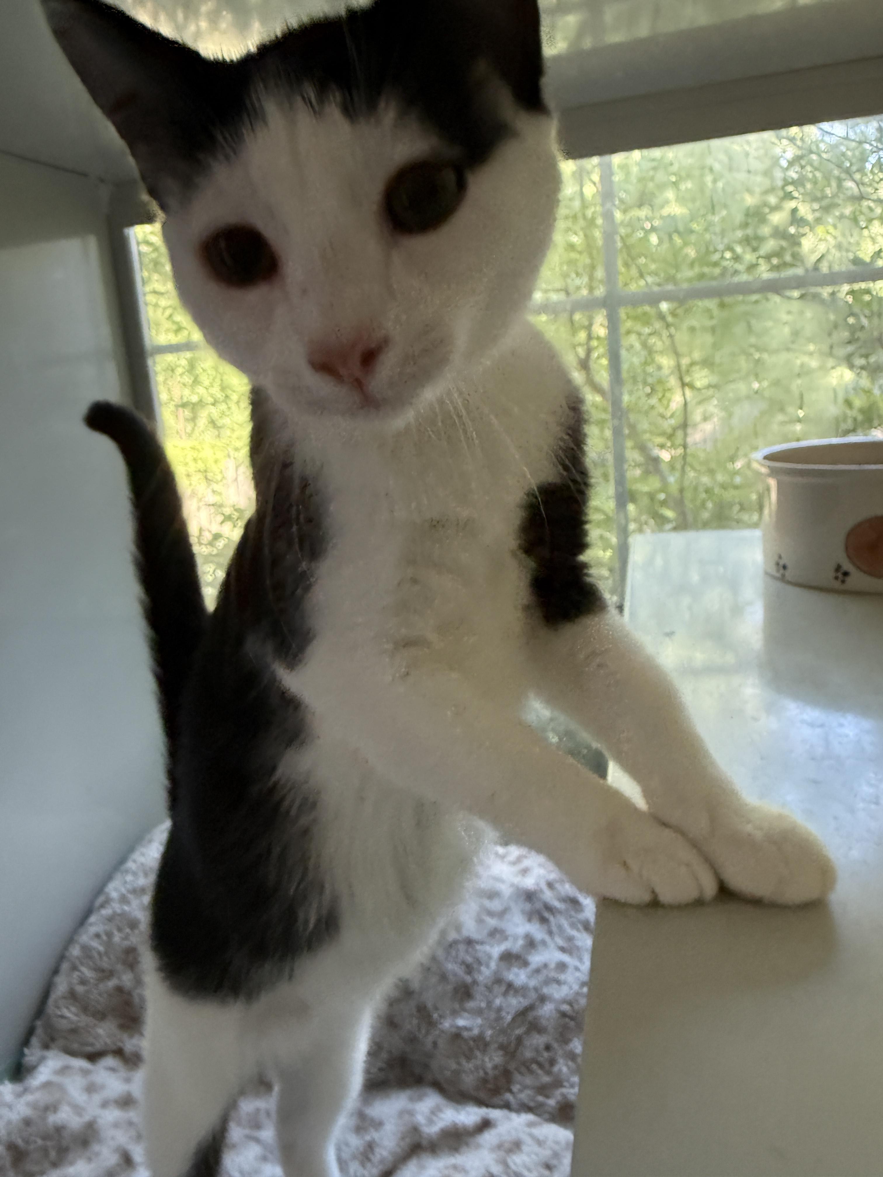 Enlarge Delta, a Adoptable Domestic Short Hair in Irmo, SC image 5/6