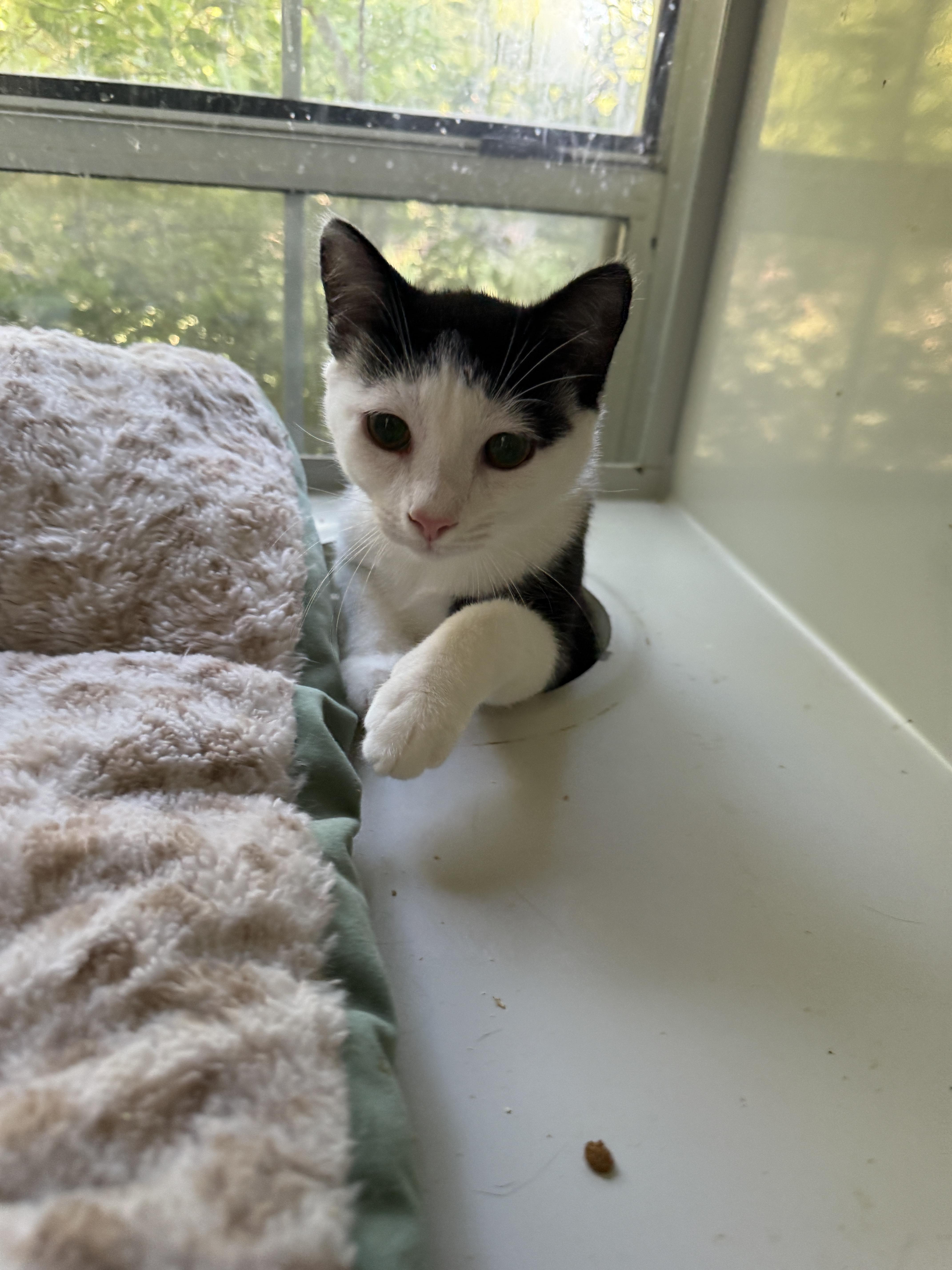 Enlarge Delta, a Adoptable Domestic Short Hair in Irmo, SC image 6/6