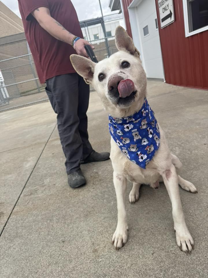 Enlarge Nigel , a ADOPTABLE mixed breed in Zanesville, OH image 1/3