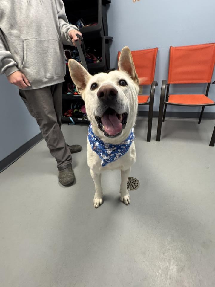 Enlarge Nigel , a ADOPTABLE mixed breed in Zanesville, OH image 4/5