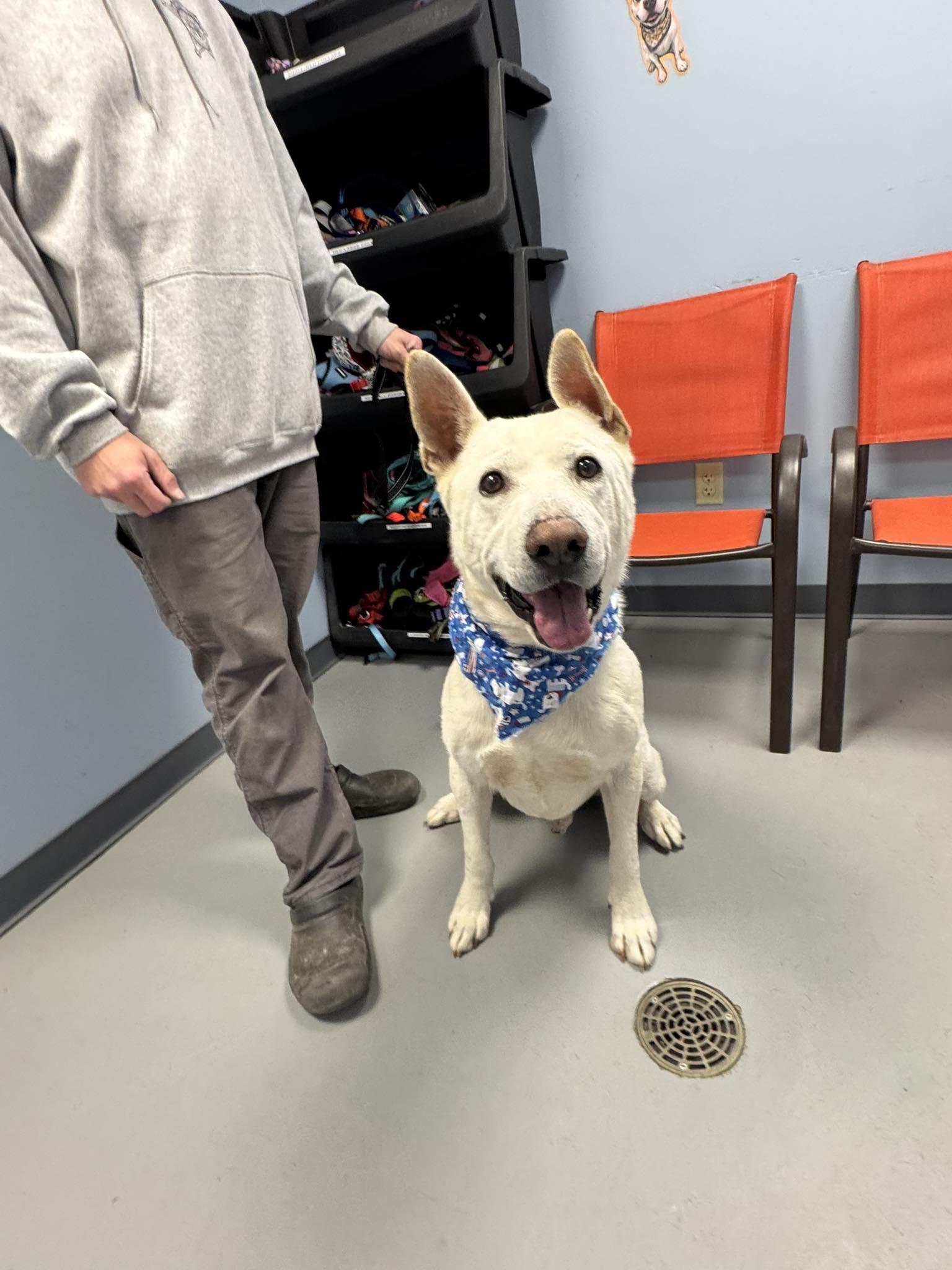 Enlarge Nigel , a ADOPTABLE mixed breed in Zanesville, OH image 5/5