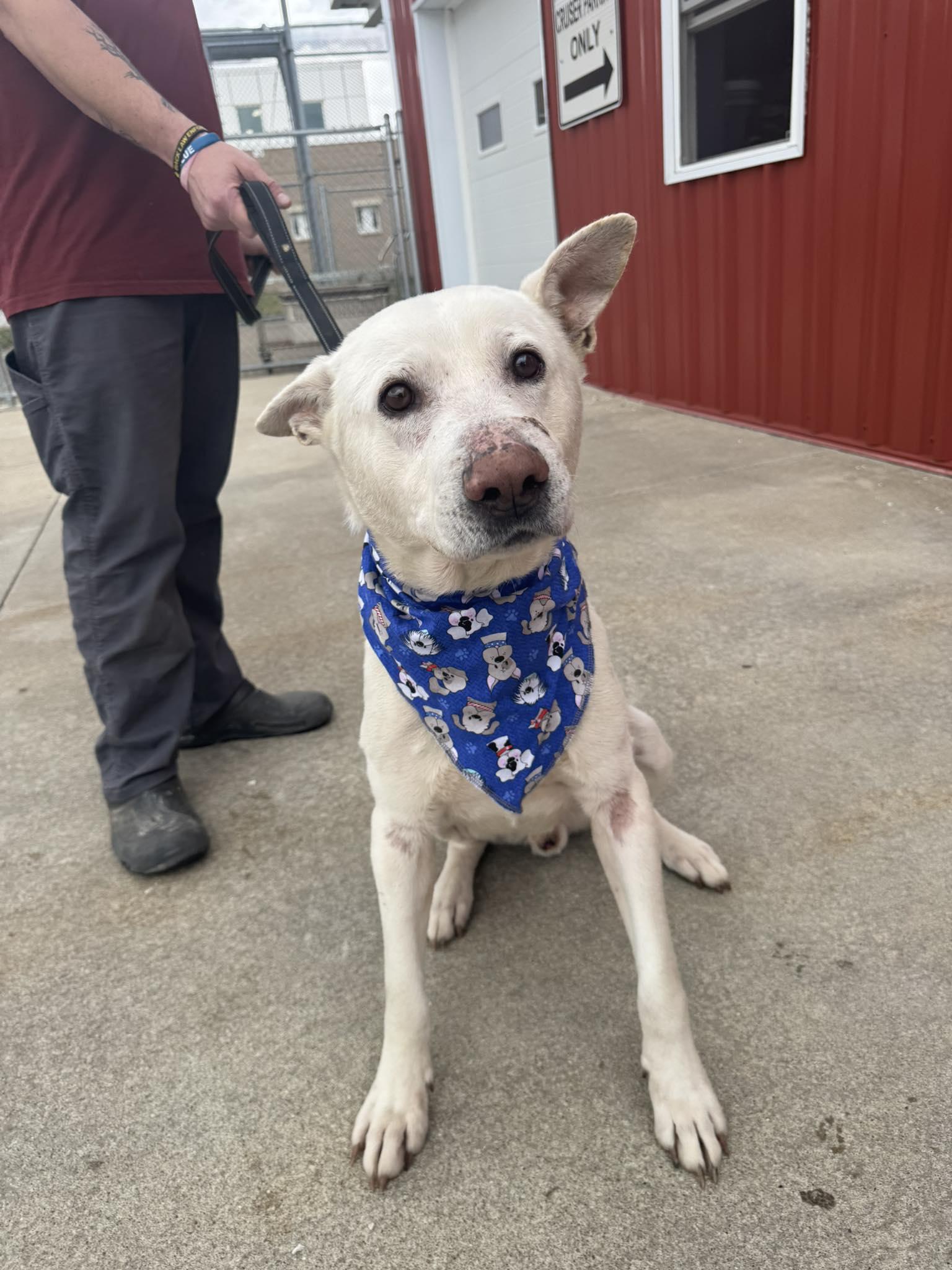 Enlarge Nigel , a ADOPTABLE mixed breed in Zanesville, OH image 3/3