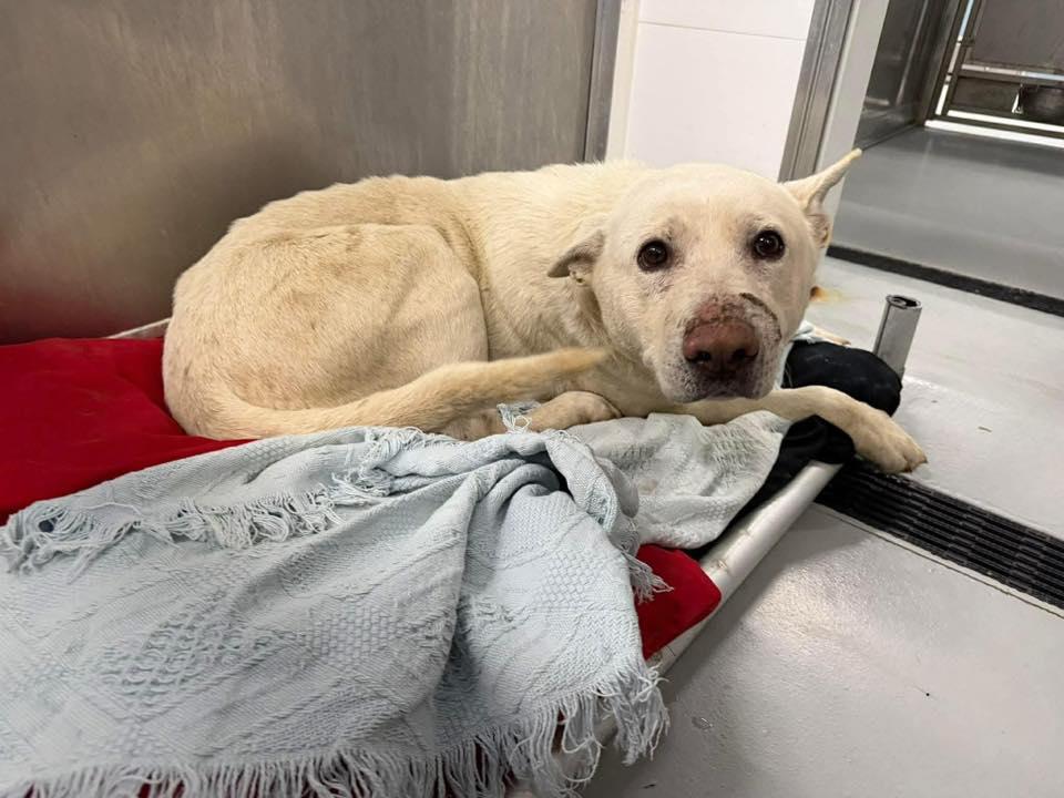 Enlarge Nigel , a ADOPTABLE mixed breed in Zanesville, OH image 2/3