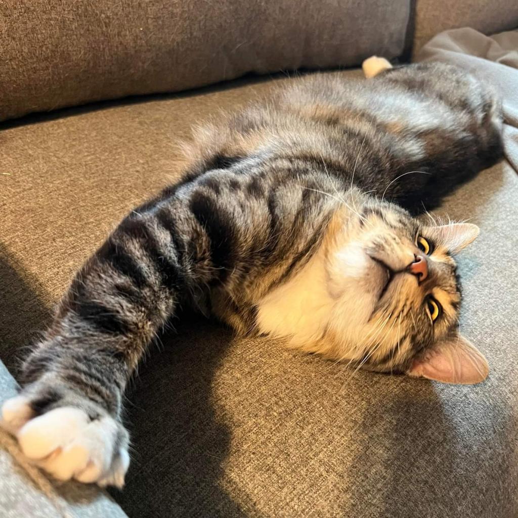 Enlarge Hobie Cat, a Adoptable Domestic Medium Hair in St. Louis, MO image 1/6