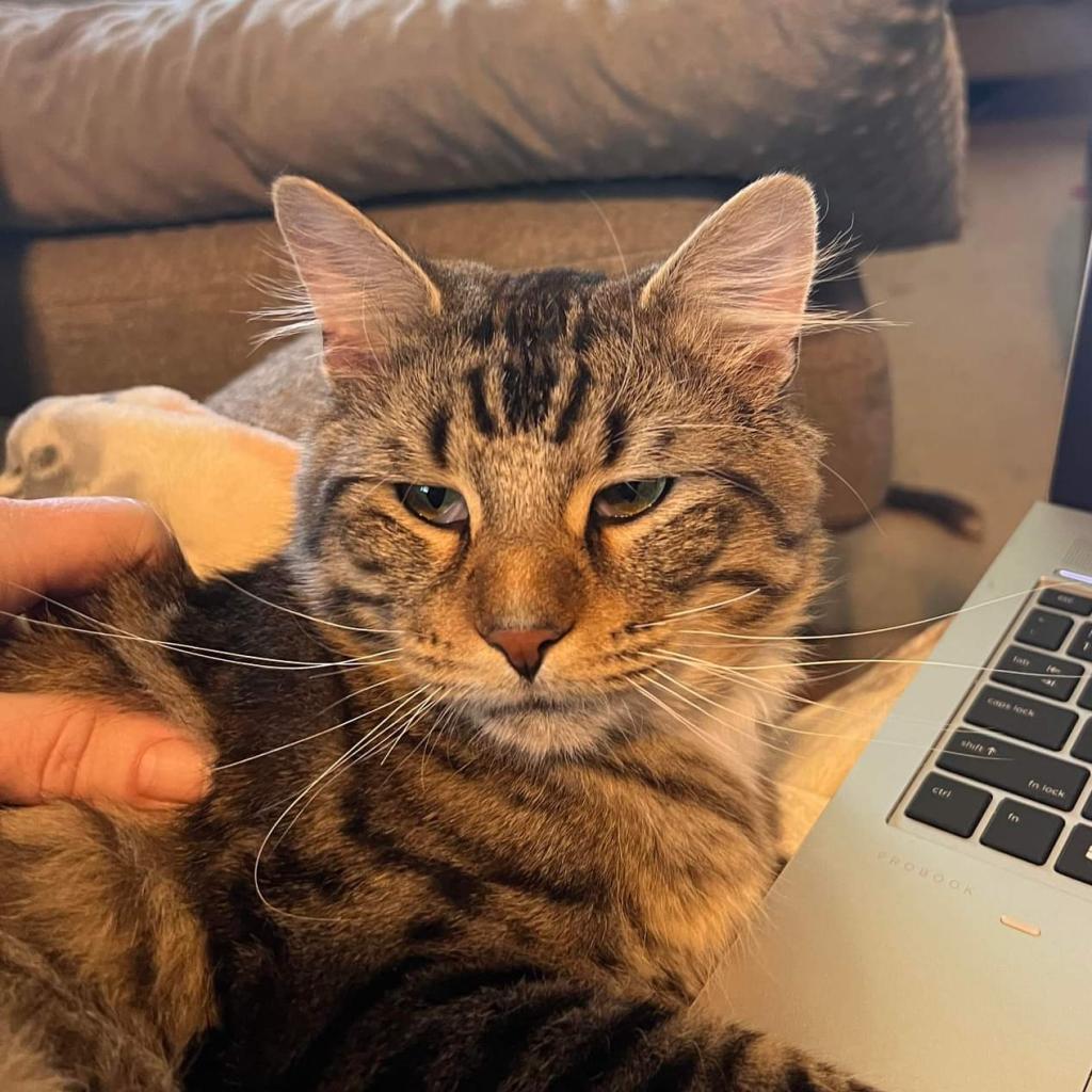 Enlarge Hobie Cat, a Adoptable Domestic Medium Hair in St. Louis, MO image 2/6