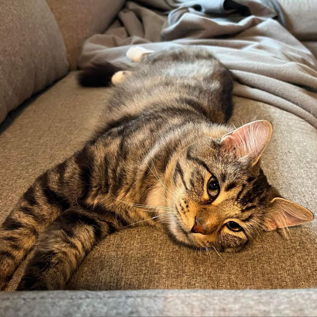 Enlarge Hobie Cat, a Adoptable Domestic Medium Hair in St. Louis, MO image 3/6