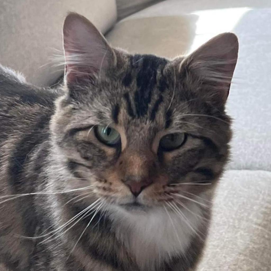 Enlarge Hobie Cat, a Adoptable Domestic Medium Hair in St. Louis, MO image 4/6