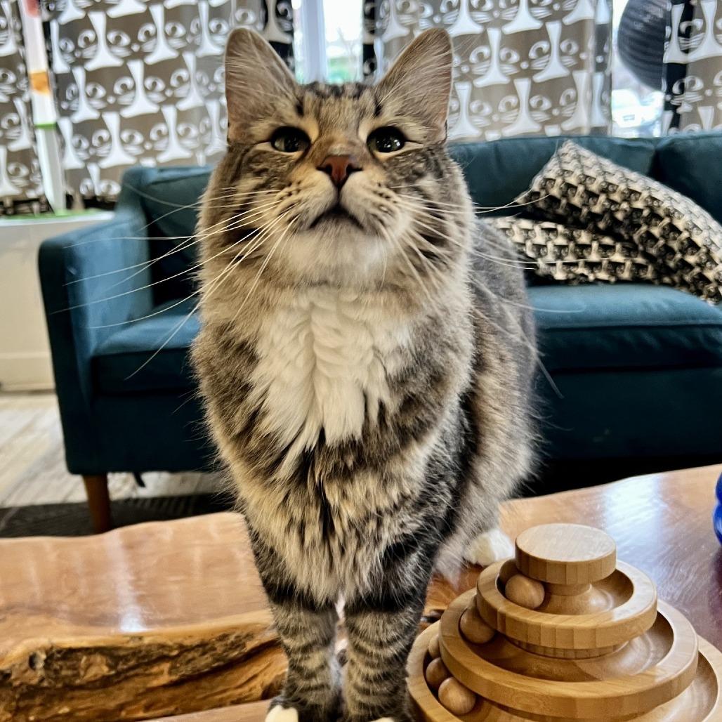 Enlarge Hobie Cat, a Adoptable Domestic Medium Hair in St. Louis, MO image 5/6