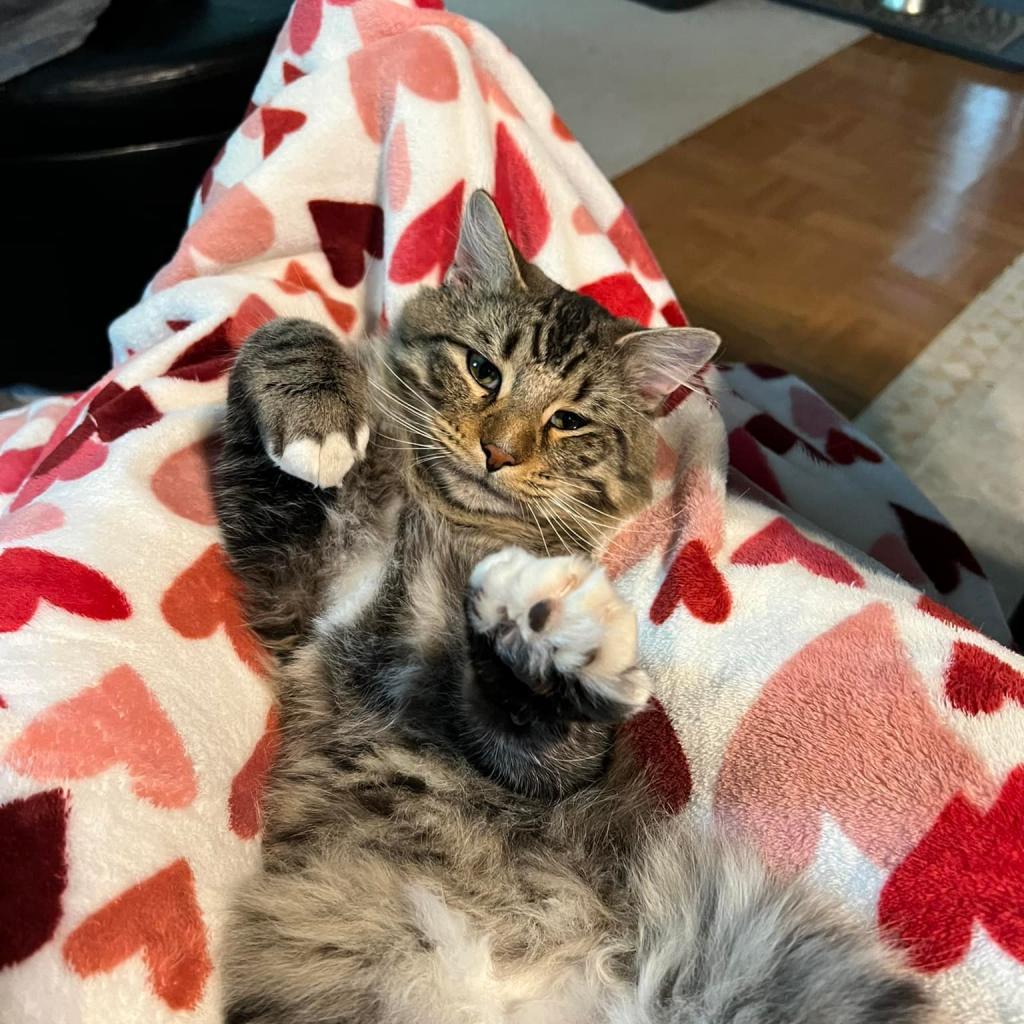 Enlarge Hobie Cat, a Adoptable Domestic Medium Hair in St. Louis, MO image 6/6