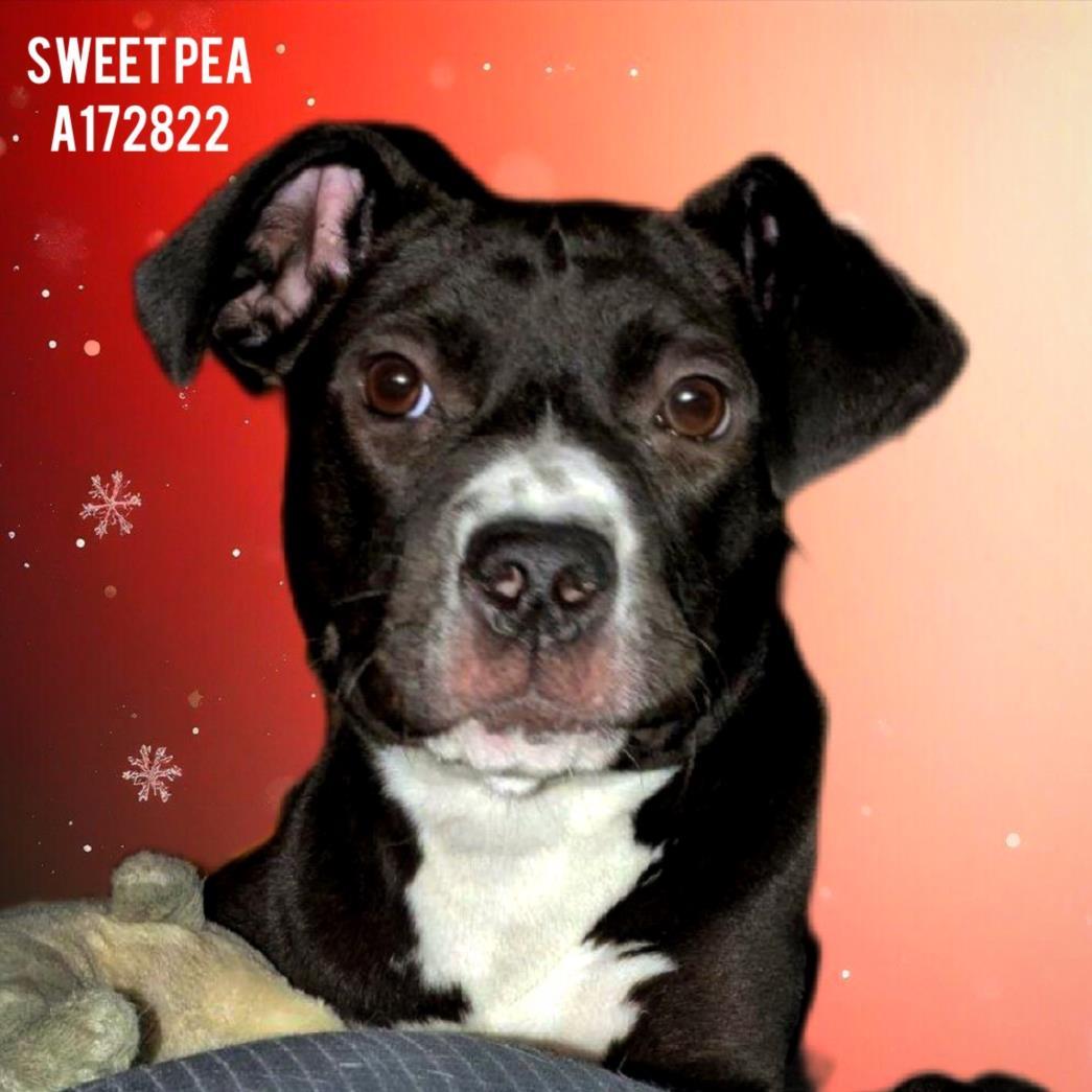 SWEET PEA, Adoptable, Young Female Pit Bull Terrier & Mixed Breed.