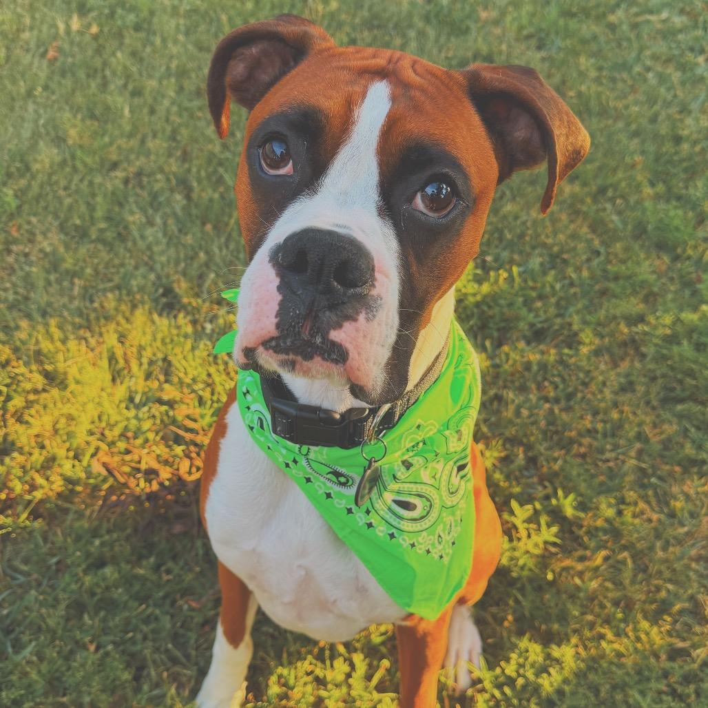 Blaze - In Foster (Lonely Hearts Club), a ADOPTABLE Boxer in Hays, KS image 2/6