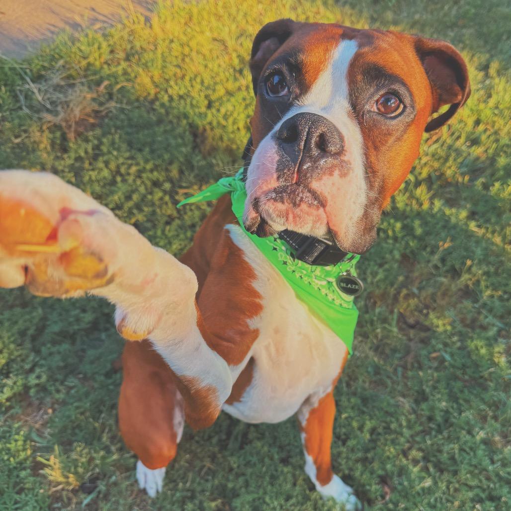 Blaze - In Foster (Lonely Hearts Club), ADOPTABLE, Adult Male Boxer.