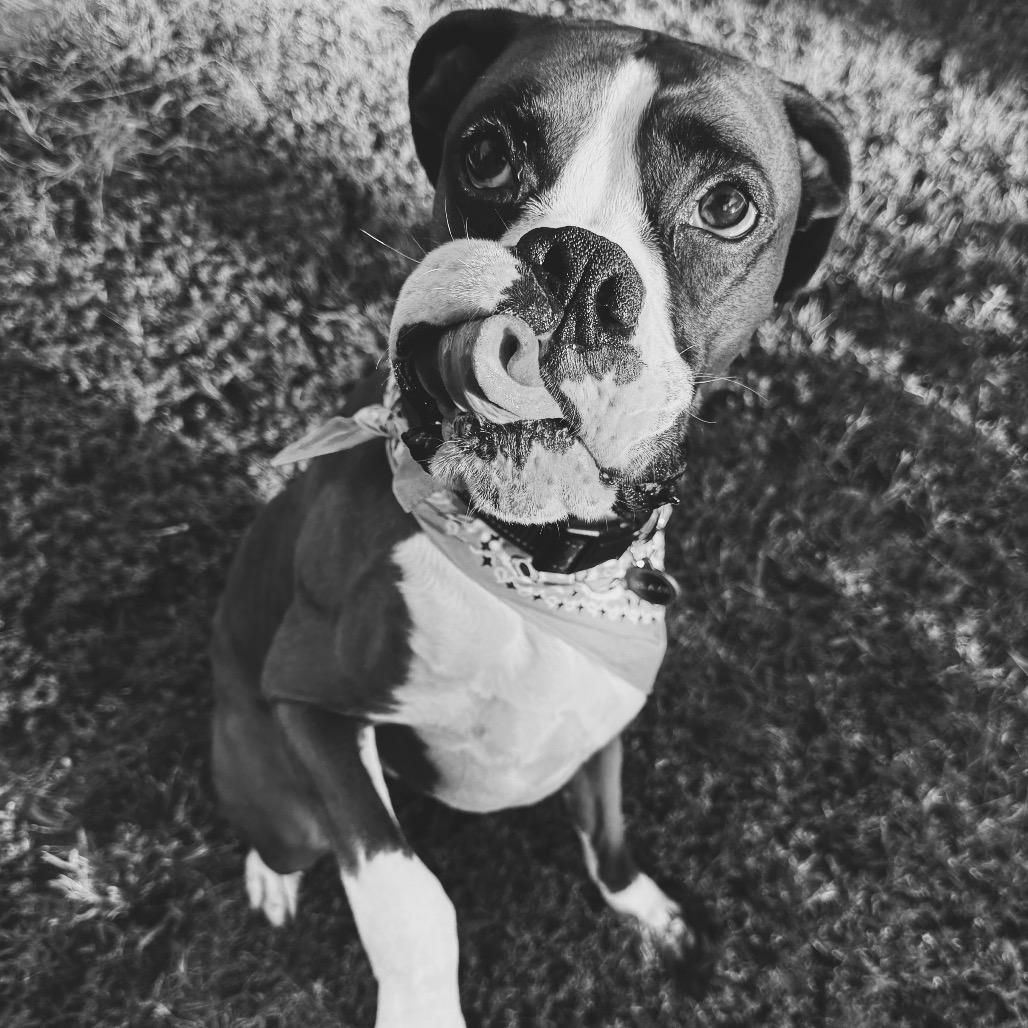 Blaze - In Foster (Lonely Hearts Club), a ADOPTABLE Boxer in Hays, KS image 4/6