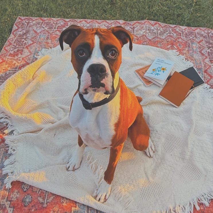 Blaze - In Foster (Lonely Hearts Club), a ADOPTABLE Boxer in Hays, KS image 3/6