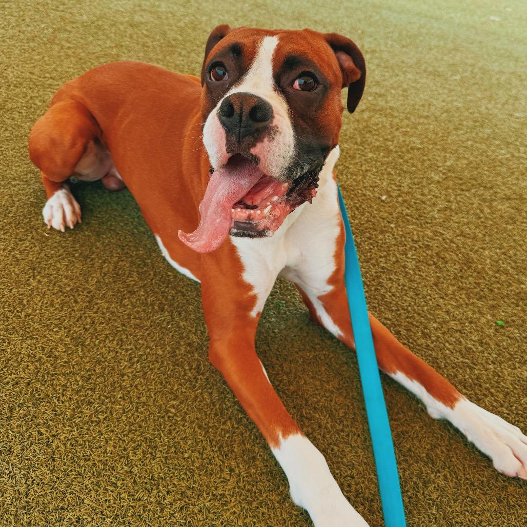 Enlarge Blaze, a ADOPTABLE Boxer in Hays, KS image 5/6