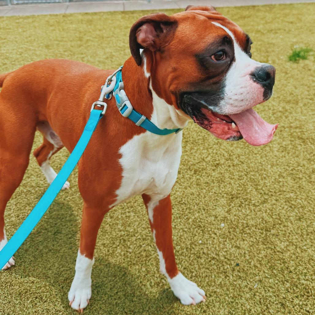 Enlarge Blaze, a ADOPTABLE Boxer in Hays, KS image 6/6