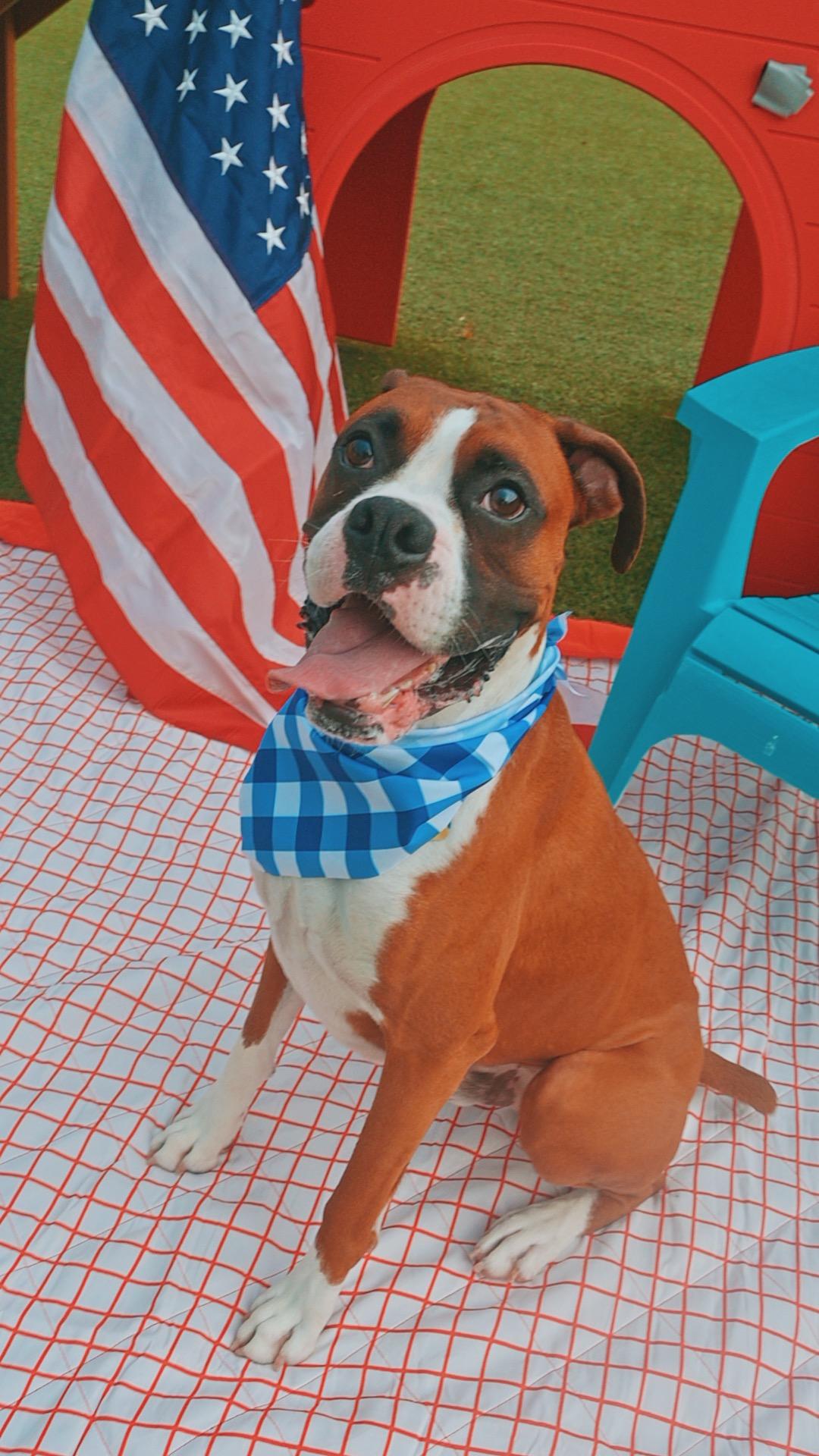 Blaze, a ADOPTABLE Boxer in Hays, KS image 2/6