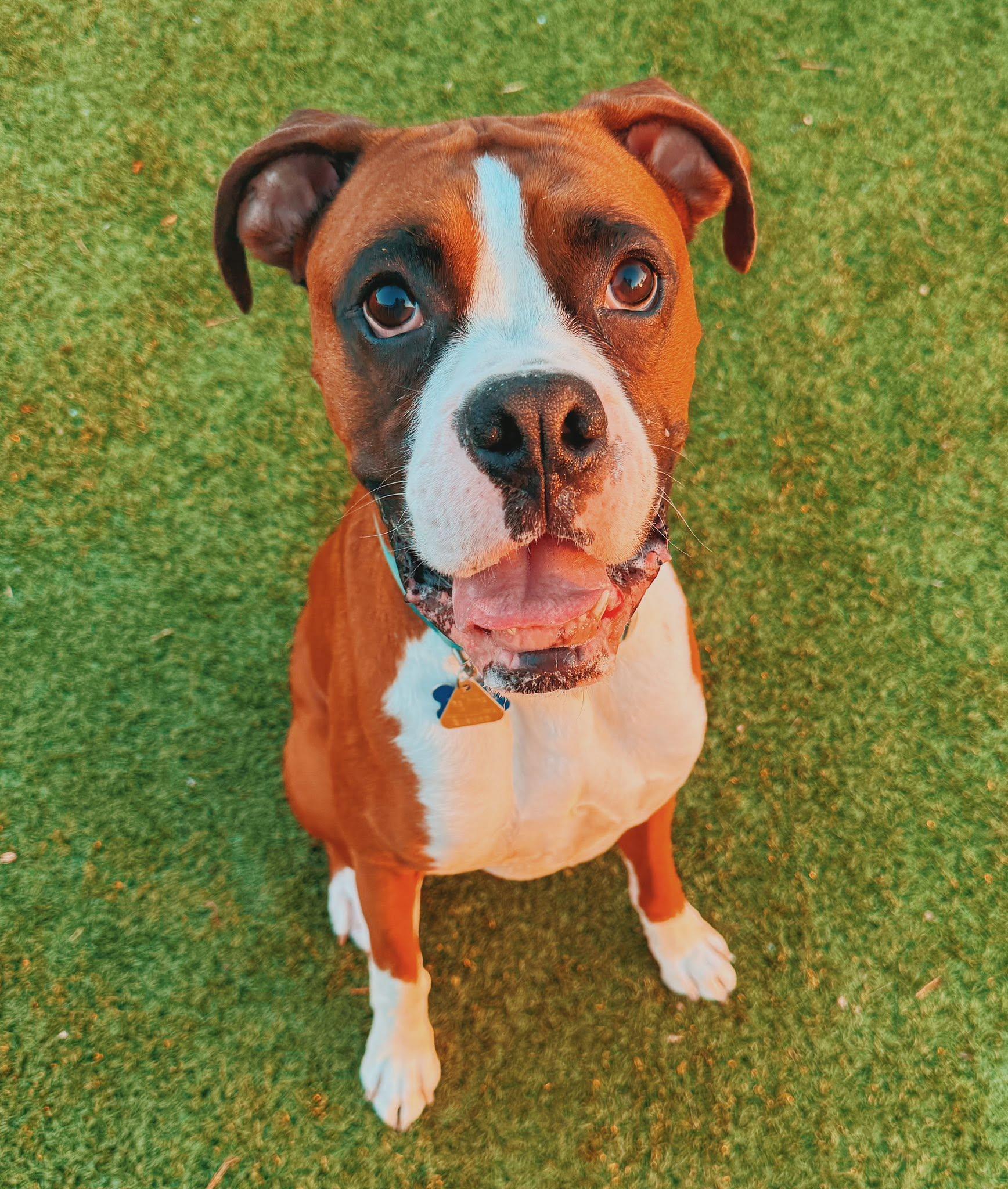 Blaze, ADOPTABLE, Adult Male Boxer.