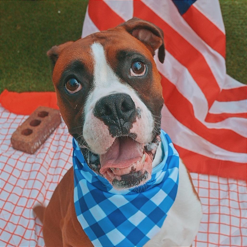 Blaze - In Foster (Lonely Hearts Club), a ADOPTABLE Boxer in Hays, KS image 6/6